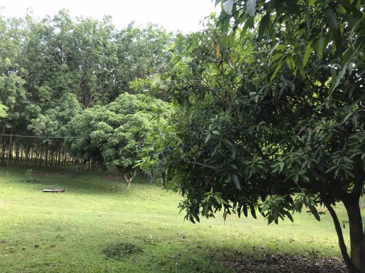 ขายที่ดินพร้อมสวนยาง-ติดถนนสี่เลน-เจ้าของขายเอง-ตโพนทราย-อเมือง-จมุกดาหาร