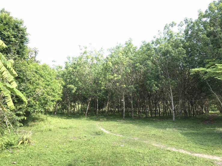 ขายที่ดินพร้อมสวนยาง-ติดถนนสี่เลน-เจ้าของขายเอง-ตโพนทราย-อเมือง-จมุกดาหาร