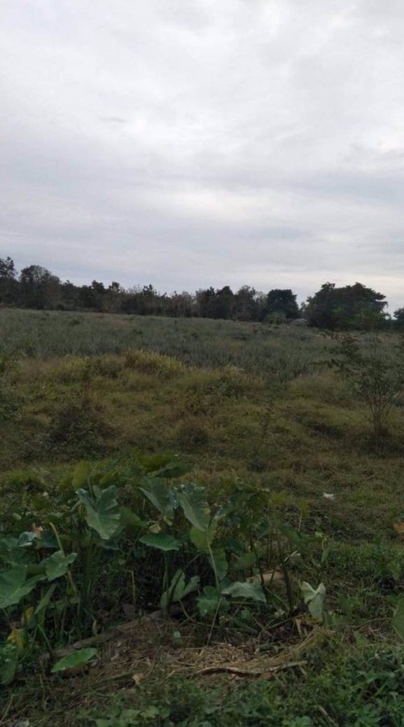 ที่ดินมีโฉนด-ติดถนนสี่เลน-ใกล้แม่น้ำโขง-แหล่งท่องเที่ยว-อศรีเชียงใหม่-จหนองคาย