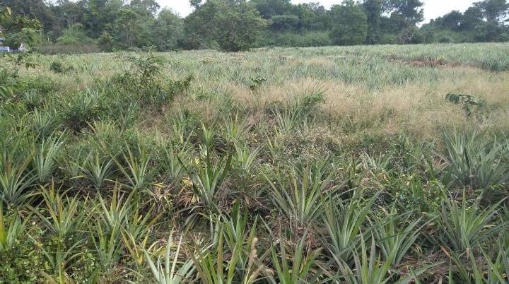 ที่ดินมีโฉนด-ติดถนนสี่เลน-ใกล้แม่น้ำโขง-แหล่งท่องเที่ยว-อศรีเชียงใหม่-จหนองคาย