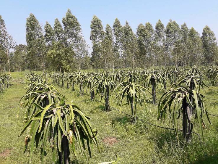 ขายด่วนที่ดินสวนพร้อมบ้านพัก-อวานรนิวาส-จสกลนคร