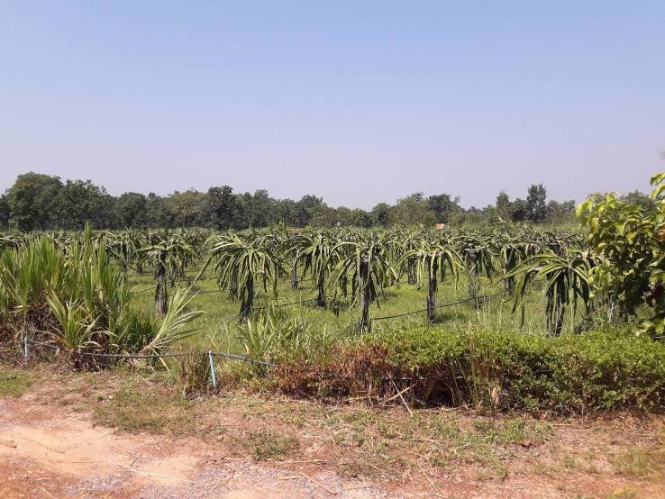 ขายด่วนที่ดินสวนพร้อมบ้านพัก-อวานรนิวาส-จสกลนคร