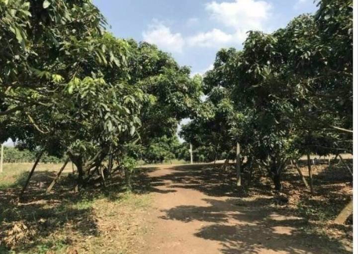 ที่ดินสวนลำไยพร้อมบ้านพักบ่อน้ำ-เก็บผลผลิตได้ทุกปี-อสอยดาว-จจันทบุรี