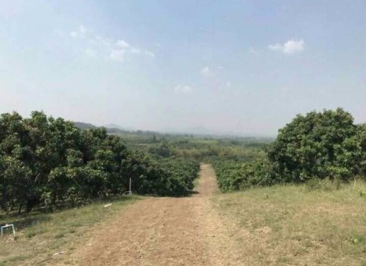 ที่ดินสวนลำไยพร้อมบ้านพักบ่อน้ำ-เก็บผลผลิตได้ทุกปี-อสอยดาว-จจันทบุรี