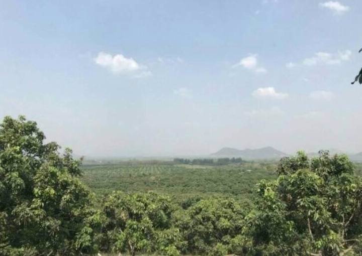 ที่ดินสวนลำไยพร้อมบ้านพักบ่อน้ำ-เก็บผลผลิตได้ทุกปี-อสอยดาว-จจันทบุรี