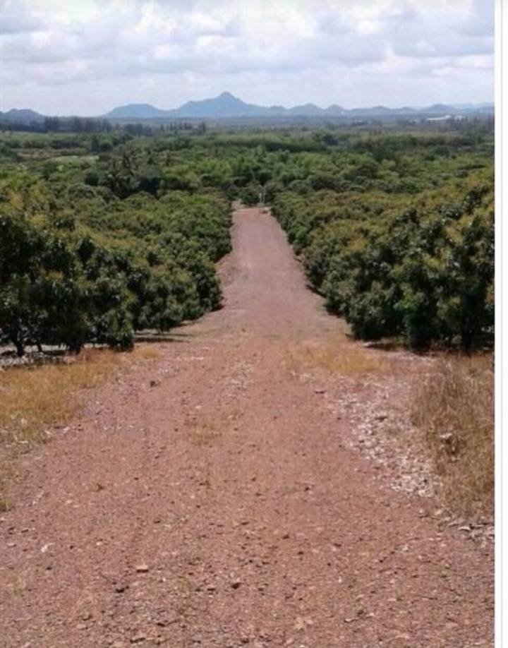 ที่ดินสวนลำไยพร้อมบ้านพักบ่อน้ำ-เก็บผลผลิตได้ทุกปี-อสอยดาว-จจันทบุรี