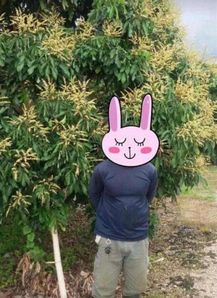 ที่ดินสวนลำไยพร้อมบ้านพักบ่อน้ำ-เก็บผลผลิตได้ทุกปี-อสอยดาว-จจันทบุรี