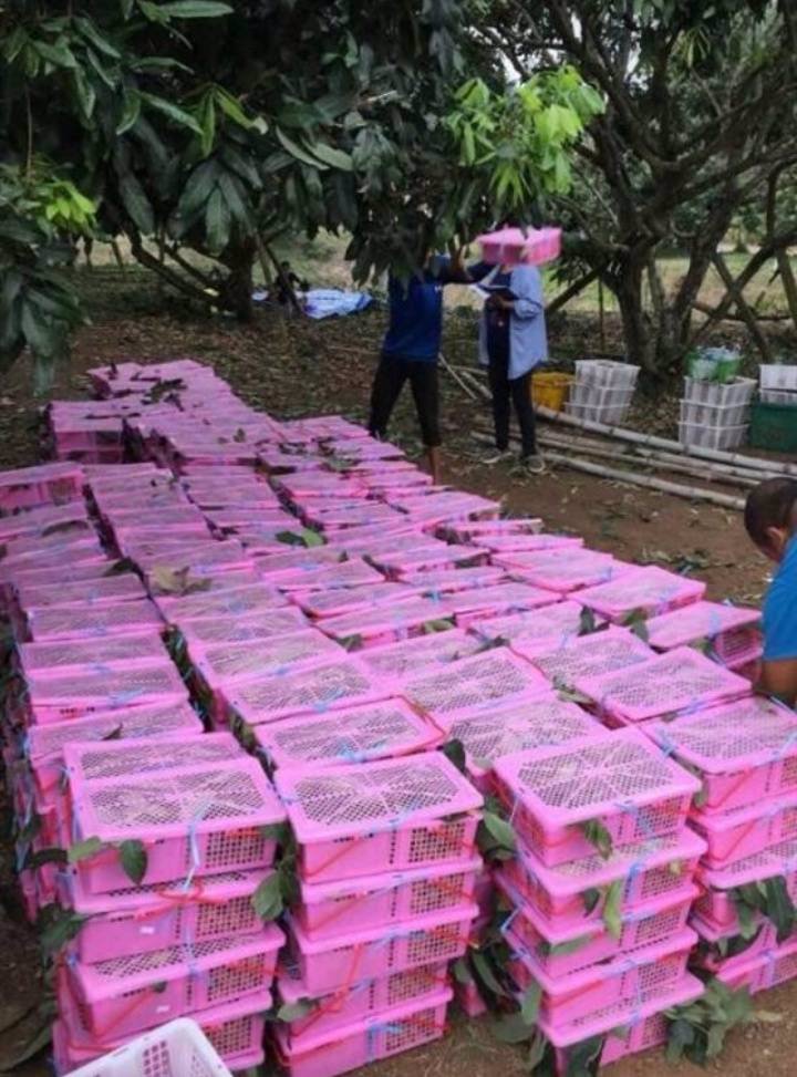 ที่ดินสวนลำไยพร้อมบ้านพักบ่อน้ำ-เก็บผลผลิตได้ทุกปี-อสอยดาว-จจันทบุรี