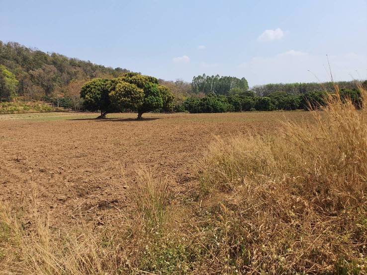 ขายที่ดินผืนสวย-ยกแปลง-เจ้าของขายเอง-อพญาเม็งราย-จเชียงราย