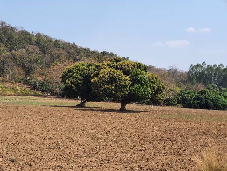 ขายที่ดินผืนสวย-ยกแปลง-เจ้าของขายเอง-อพญาเม็งราย-จเชียงราย