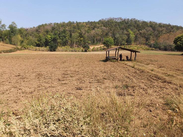 ขายที่ดินผืนสวย-ยกแปลง-เจ้าของขายเอง-อพญาเม็งราย-จเชียงราย