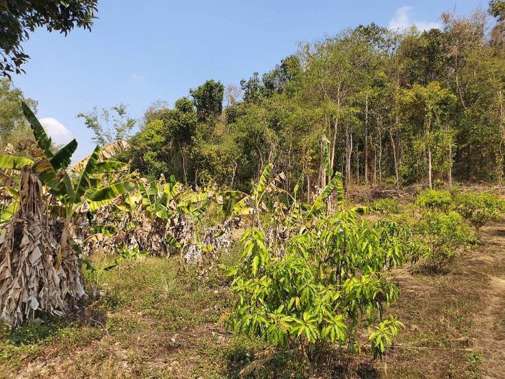 ขายที่ดินผืนสวย-ยกแปลง-เจ้าของขายเอง-อพญาเม็งราย-จเชียงราย