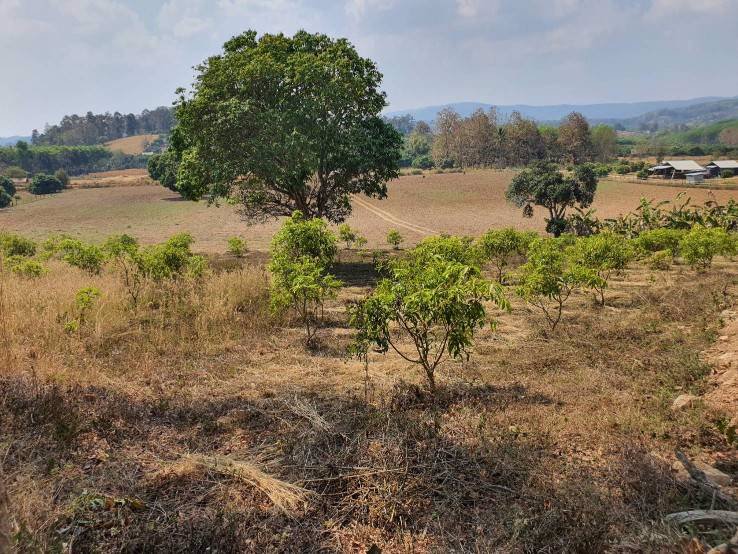 ขายที่ดินผืนสวย-ยกแปลง-เจ้าของขายเอง-อพญาเม็งราย-จเชียงราย
