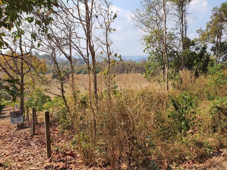 ขายที่ดินผืนสวย-ยกแปลง-เจ้าของขายเอง-อพญาเม็งราย-จเชียงราย