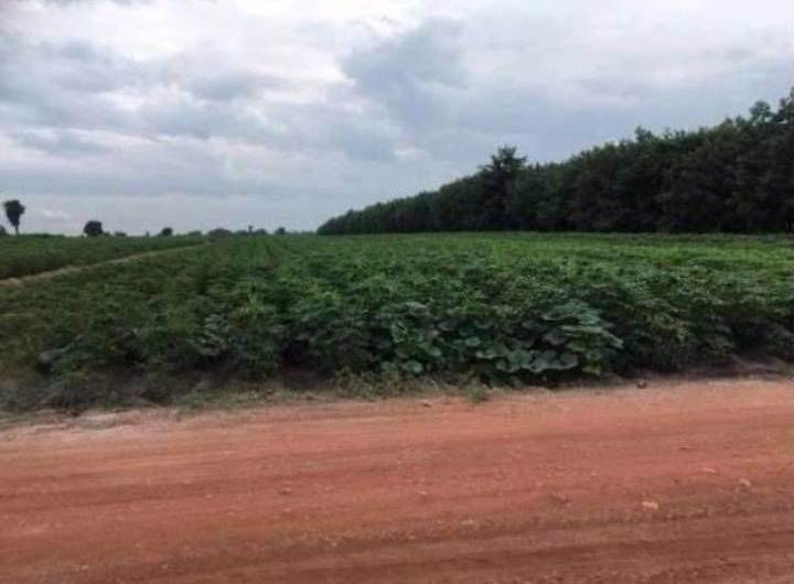 ที่ดินราคาถูกเหมาะแก่การซื้อไว้ลงทุน-อเมือง-จกำแพงเพชร