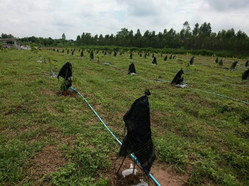 ที่ดินสวนเกษตรพร้อมบ้าน-ราคาถูก-ตสระขวัญ-จสระแก้ว