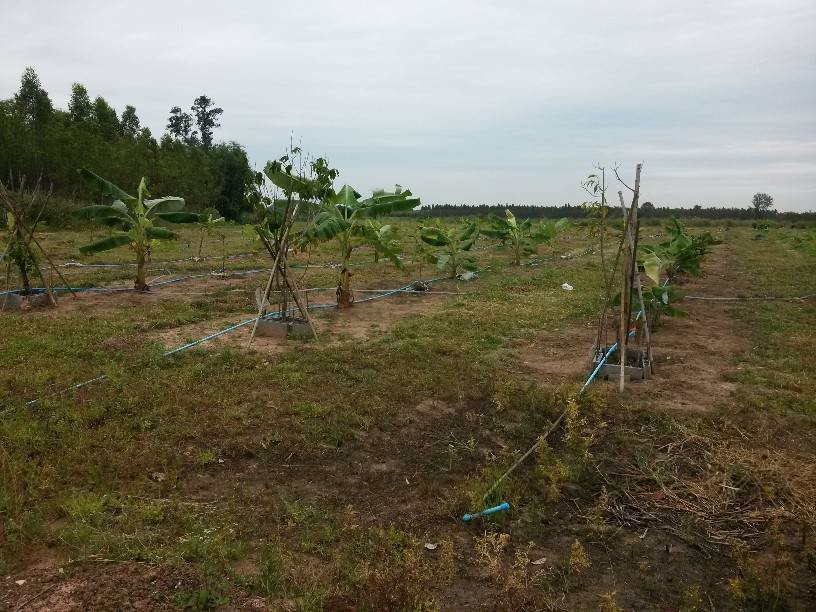 ที่ดินสวนเกษตรพร้อมบ้าน-ราคาถูก-ตสระขวัญ-จสระแก้ว