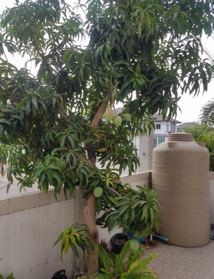 บ้านเดี่ยวพร้อมเฟอร์นิเจอร์-หมู่บ้านสุขุมวิทไลท์-บางเกลือ