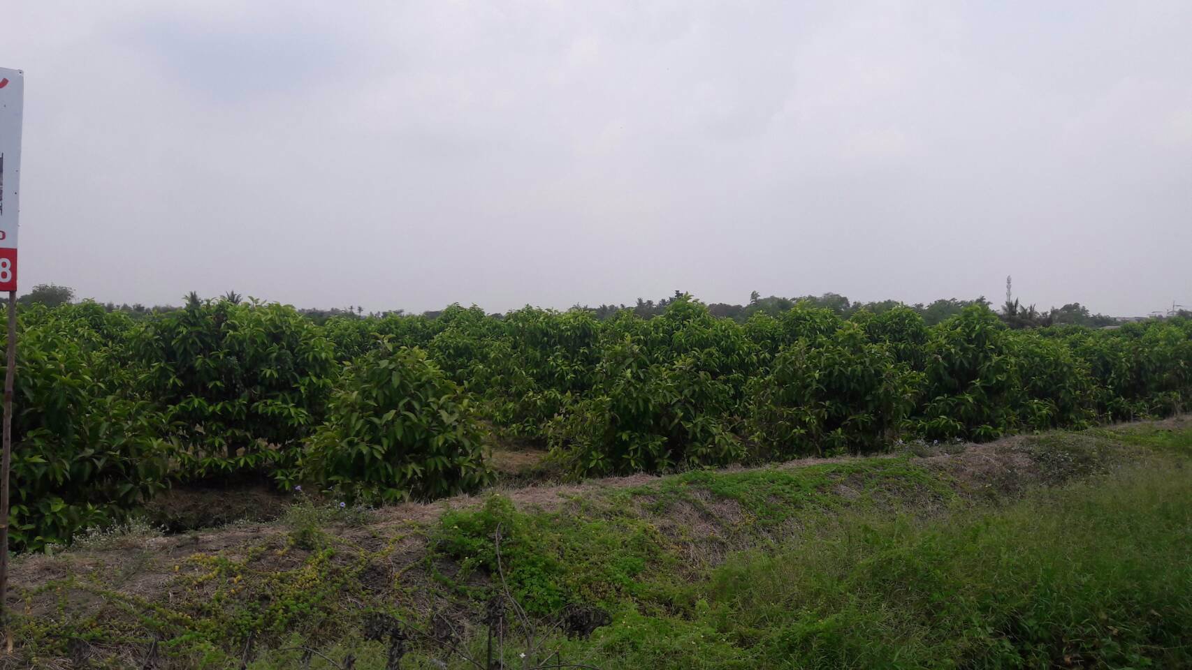 ที่ดินสวนจำปา-บางบอน4-ซอยประสิทธิ์4-3