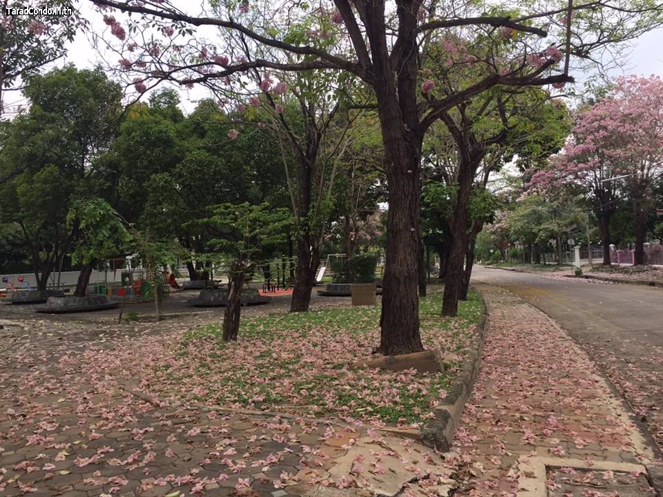 ขายที่ดินในหมู่บ้านจัดสรร-สีวลี1รังสิต-คลอง2-ถนนรังสิต-นครนายก-ตประชาธิปัตย์-ปทุมธานี