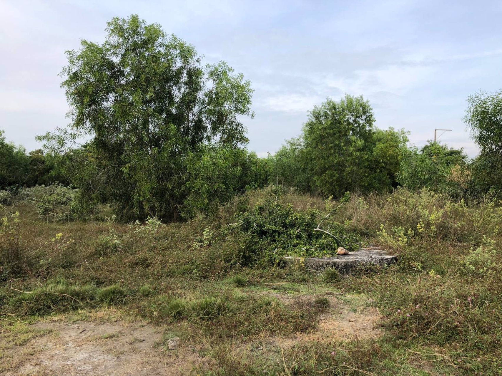 ขายที่ดิน-บางคล้า-ฉะเชิงเทรา