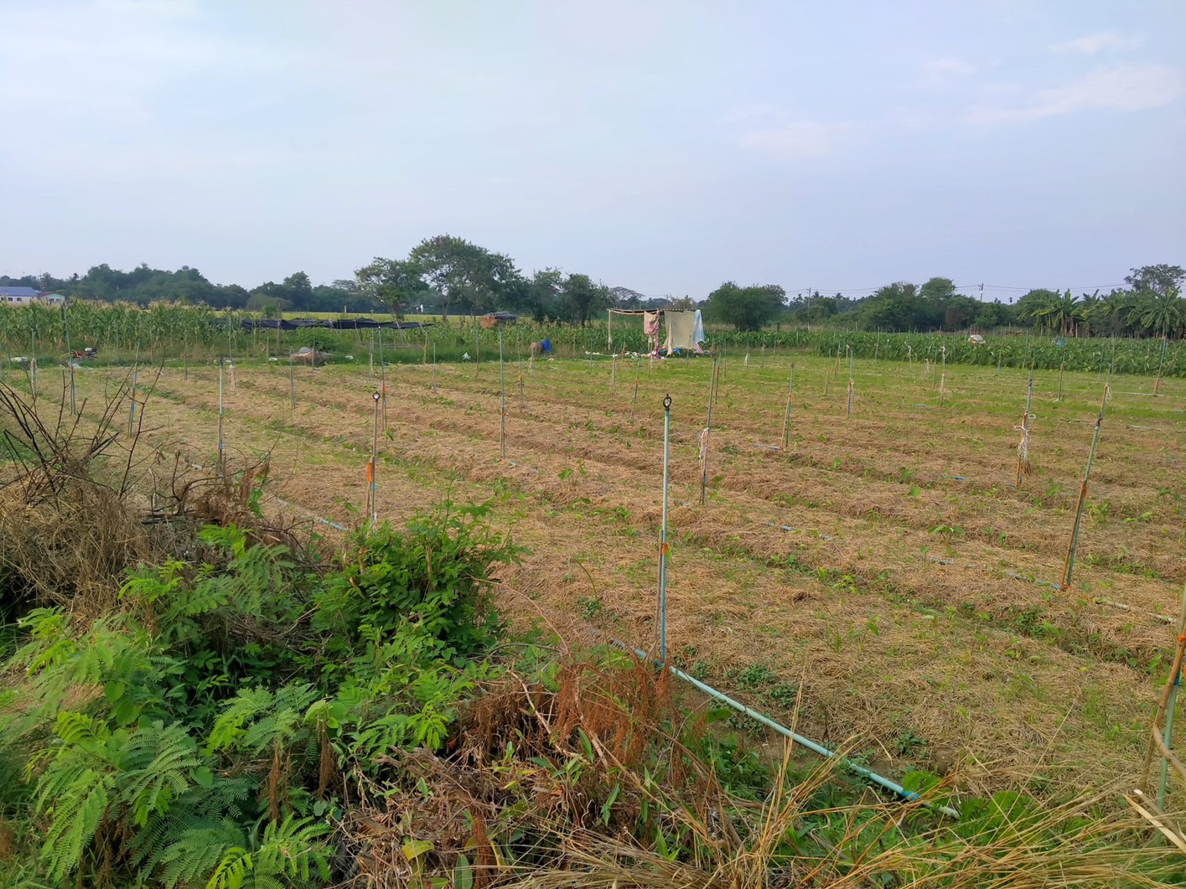 ท่านใดกำลังมองหาที่ดินถมแล้ว-ที่สวย-ทำเลดี-หน้าที่ดินติดถนนลาดยาง