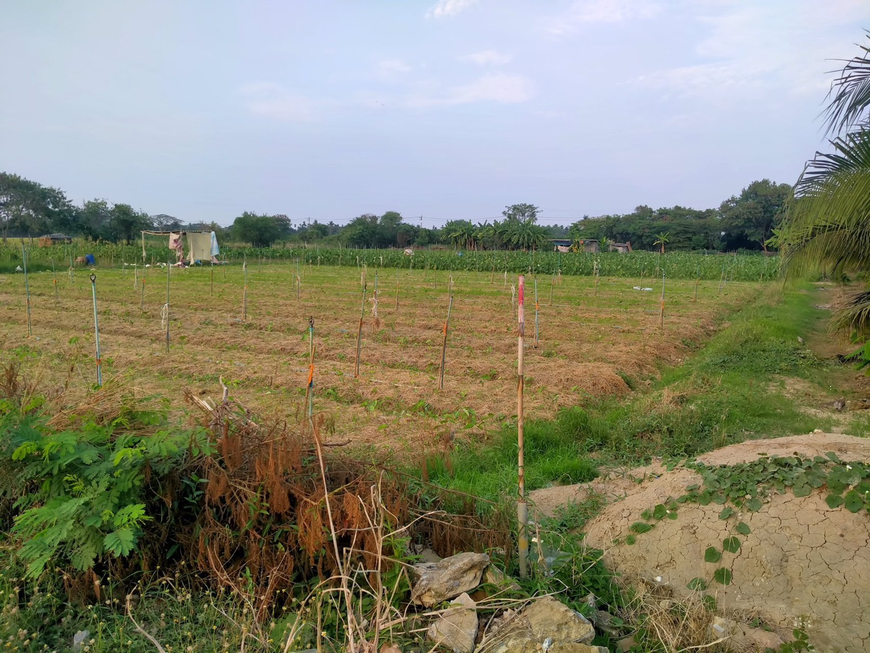 ท่านใดกำลังมองหาที่ดินถมแล้ว-ที่สวย-ทำเลดี-หน้าที่ดินติดถนนลาดยาง