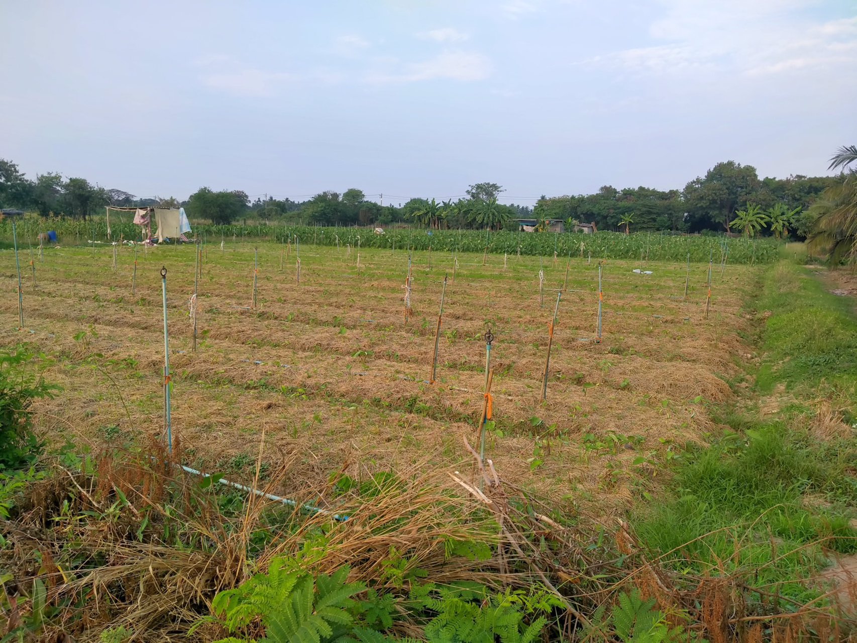 ท่านใดกำลังมองหาที่ดินถมแล้ว-ที่สวย-ทำเลดี-หน้าที่ดินติดถนนลาดยาง