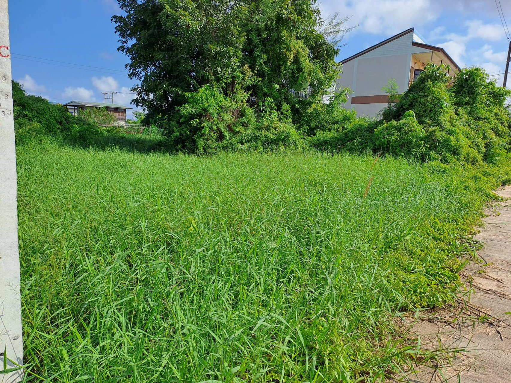 ขายที่ดิน-อเมือง-จพิษณุโลก-ราคาถูก-20000-฿-ตรว