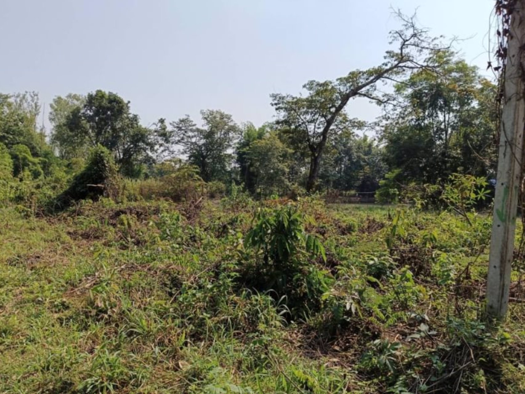 ขาย-ที่ดินตาบอดเยื้องร้านอาหารหมวดจรูญ