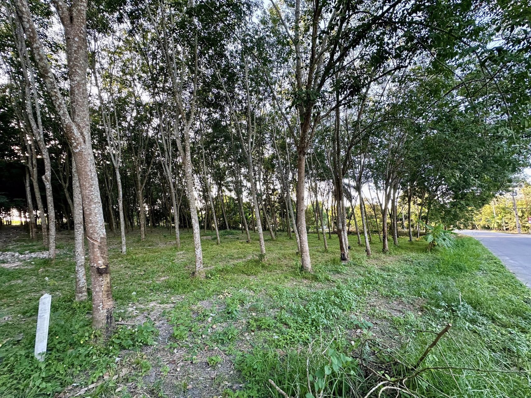 ขายด่วน-ที่ดิน-อบ้านค่าย-จระยอง