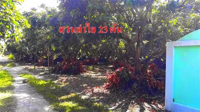 ขายที่ดิน-521ตรว-พร้อมต้นลำไย29ต้น-พร้อมอาคาร-อ-สารภี-จ-เชียงใหม่-ต-สันทราย