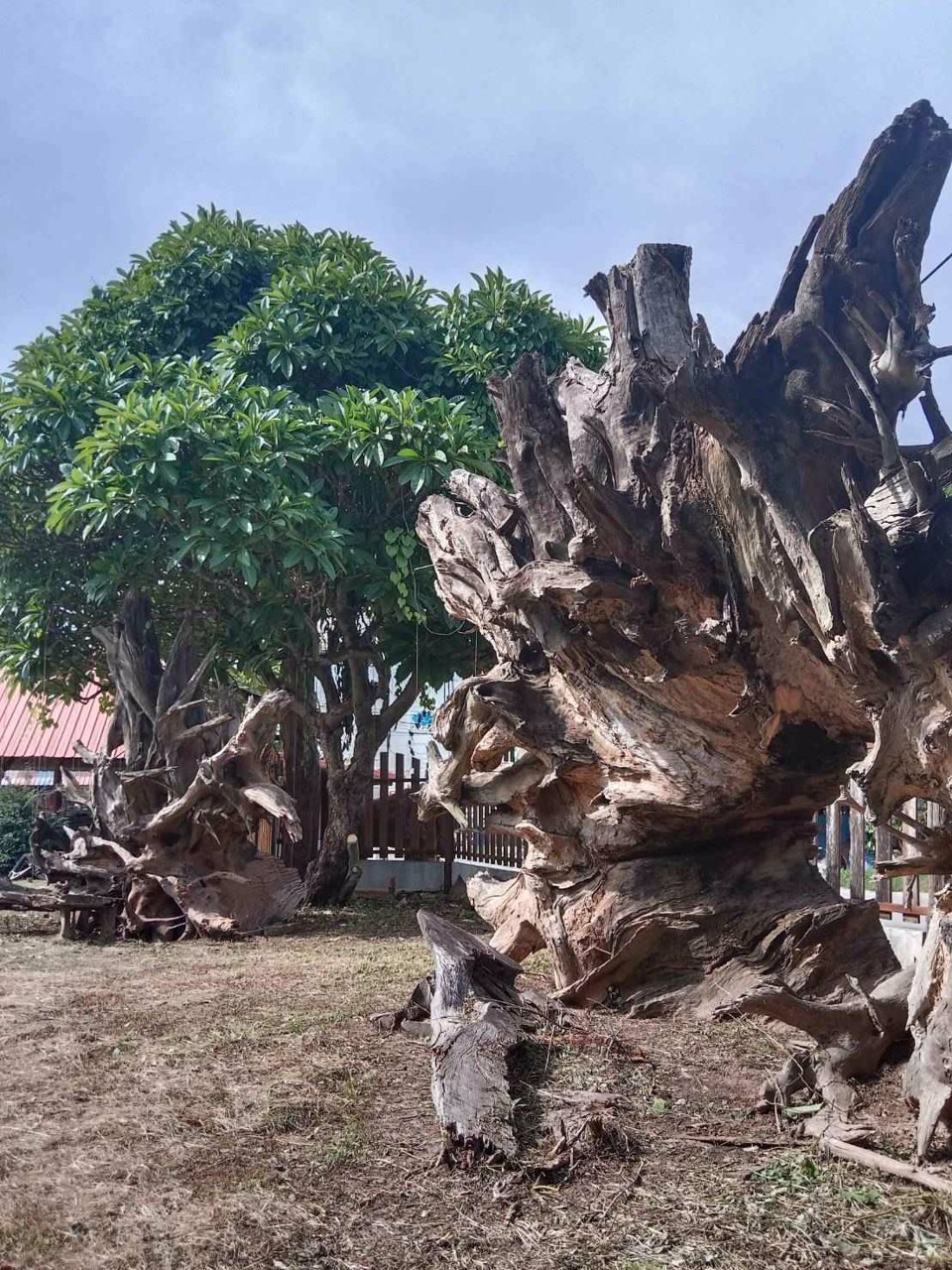 ขายที่ดิน-2-ไร่-1-งาน-พร้อมบ้าน-ติดถนน-2-ด้าน-ติดตลาด-อเมือง-จอุดรธานี-ขาย-15-ล้านบาท