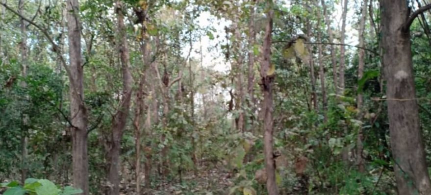 ขายที่ดินพร้อมสวนป่า5ไร่-แบ่งขายตามกำลังเงิน-ผ่อนได้-