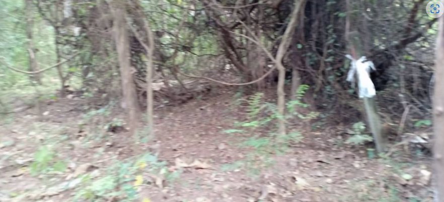 ขายที่ดินพร้อมสวนป่า5ไร่-แบ่งขายตามกำลังเงิน-ผ่อนได้-