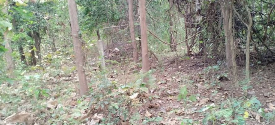 ขายที่ดินพร้อมสวนป่า5ไร่-แบ่งขายตามกำลังเงิน-ผ่อนได้-