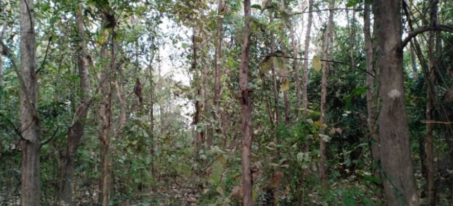 ขายที่ดินพร้อมสวนป่า5ไร่-แบ่งขายตามกำลังเงิน-ผ่อนได้-