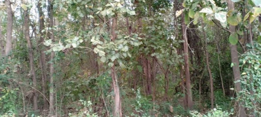 ขายที่ดินพร้อมสวนป่า5ไร่-แบ่งขายตามกำลังเงิน-ผ่อนได้-