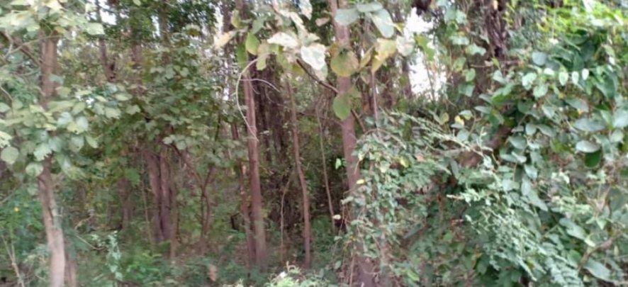 ขายที่ดินพร้อมสวนป่า5ไร่-แบ่งขายตามกำลังเงิน-ผ่อนได้-