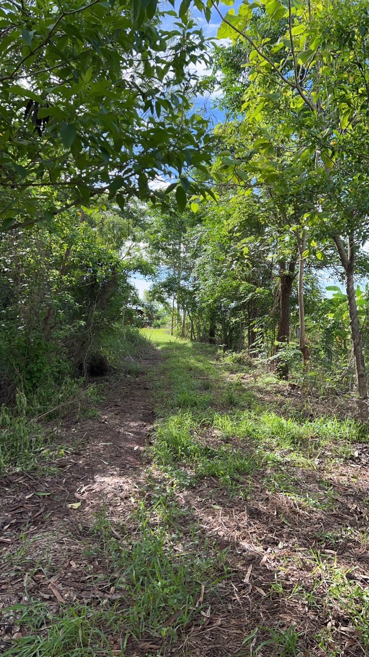 ขายด่วน-ขายที่ดินสวย-2-2-20-ไร่-ติดแม่น้ำท่าจีน-หน้าติดถนนลาดยาง-อหันคา-จชัยนาท