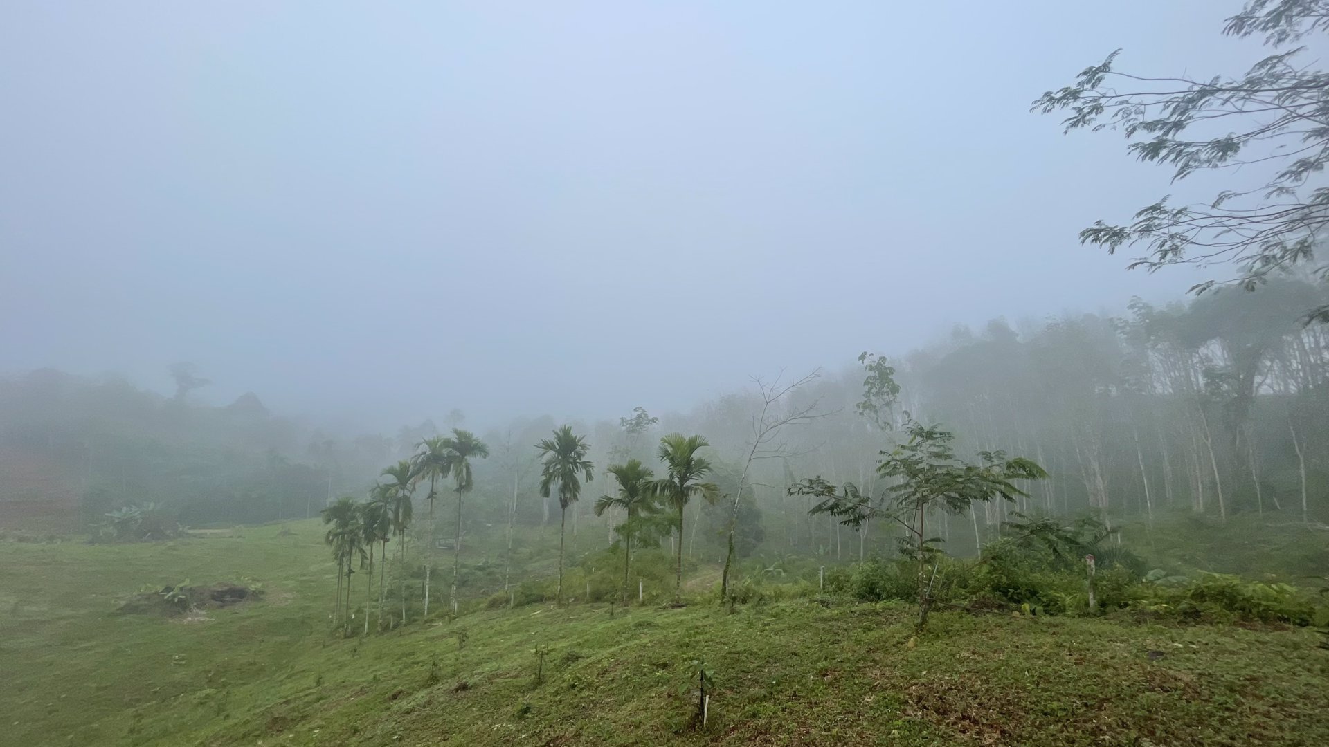 ขายที่ดินโครงการกะปงวิวหมอก-เนื้อที่-16-1-96-ไร่