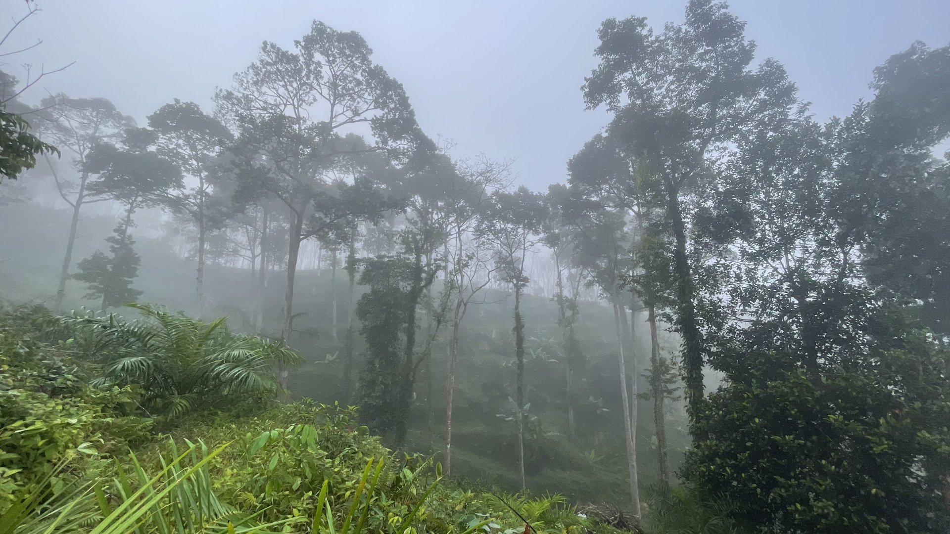 ขายที่ดินโครงการกะปงวิวหมอก-เนื้อที่-16-1-96-ไร่