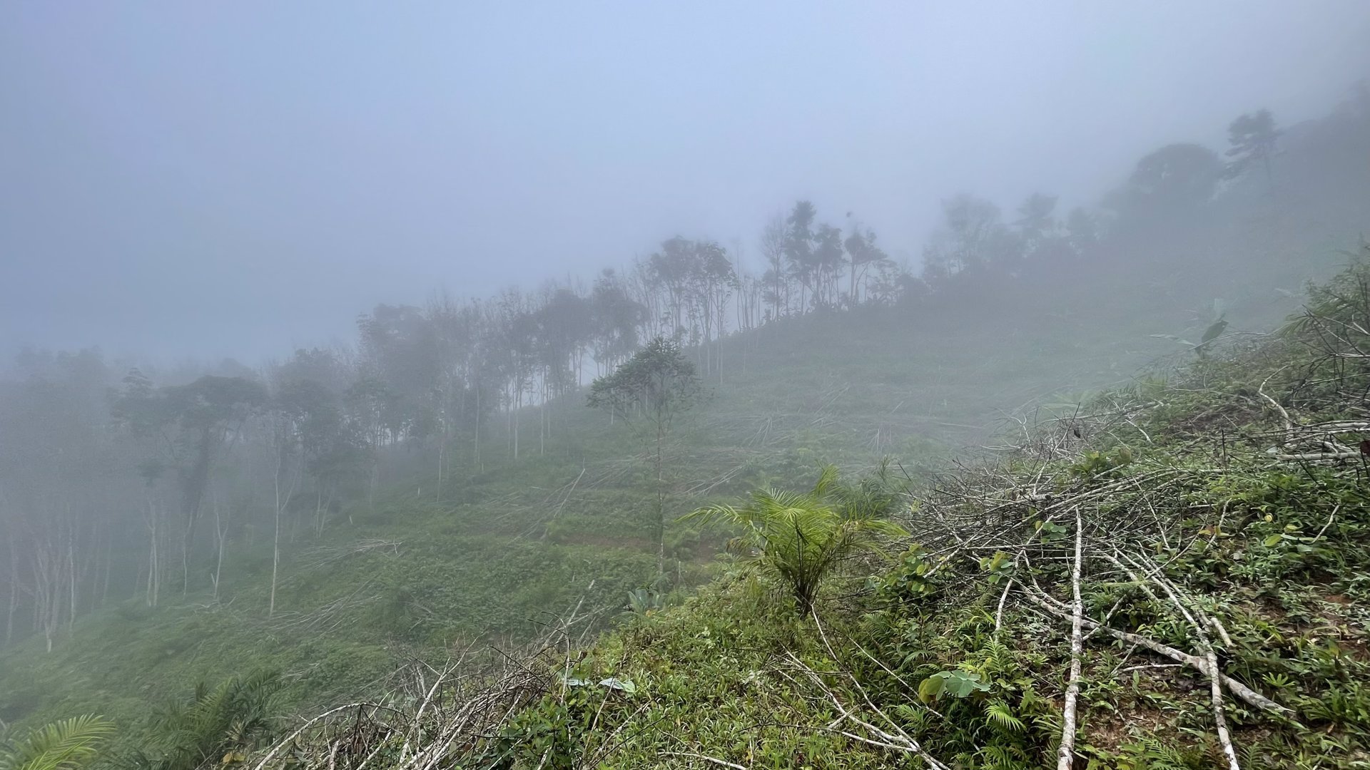 ขายที่ดินโครงการกะปงวิวหมอก-เนื้อที่-16-1-96-ไร่