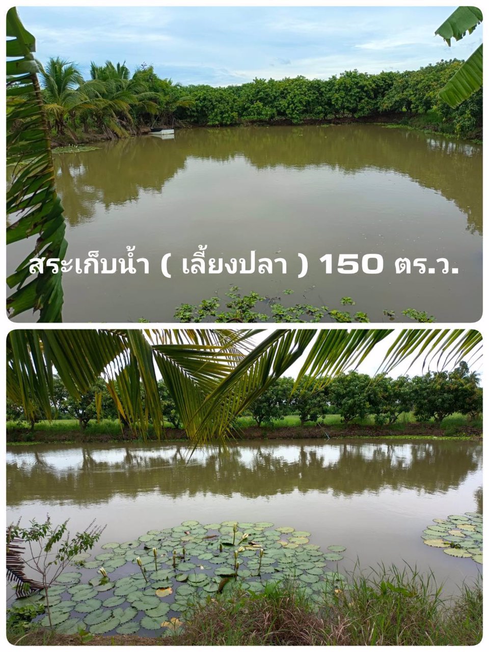 ขายบ้านเดี่ยว-2-ชั้น-พร้อมสวนมะม่วงน้ำดอกไม้