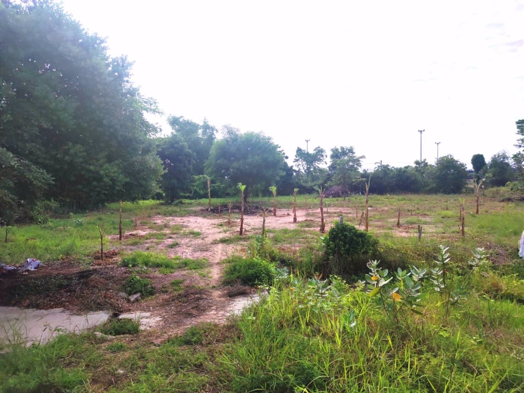 ขายที่ดินติดถนนสี่เลนใกล้ถนนมิตรภาพ-1-ไร่-3-งาน-2-ตรว