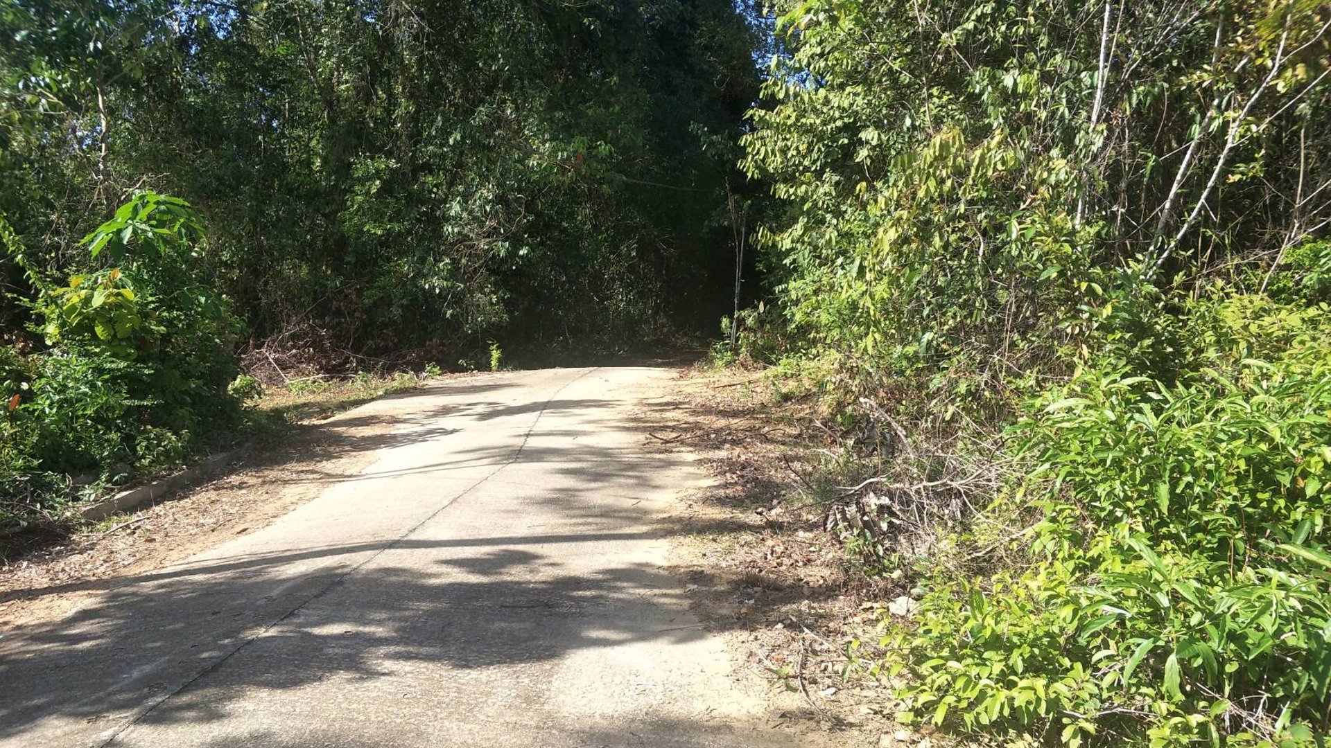 ขายที่ดิน-36ไร่-2งาน-919ตารางวา-อำเภอระแงะ-จังหวัดนราธิวาส