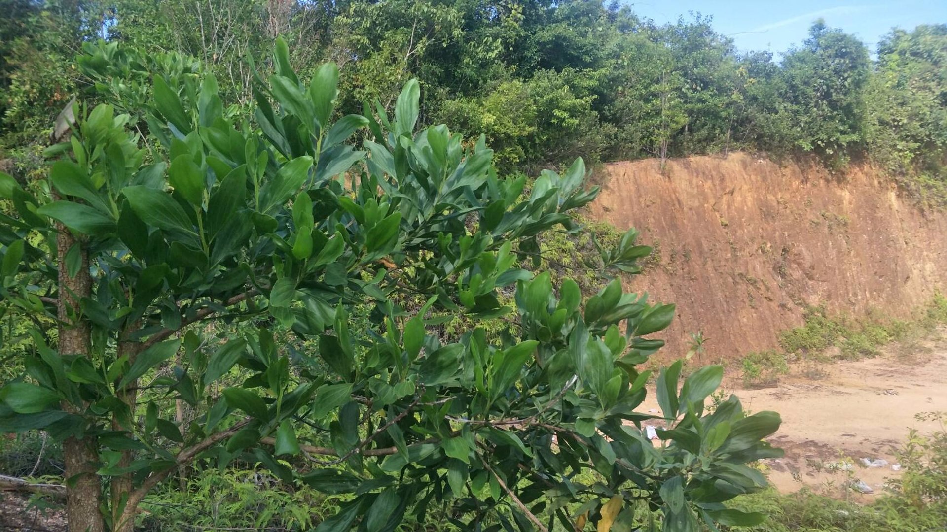 ขายที่ดิน-36ไร่-2งาน-919ตารางวา-อำเภอระแงะ-จังหวัดนราธิวาส