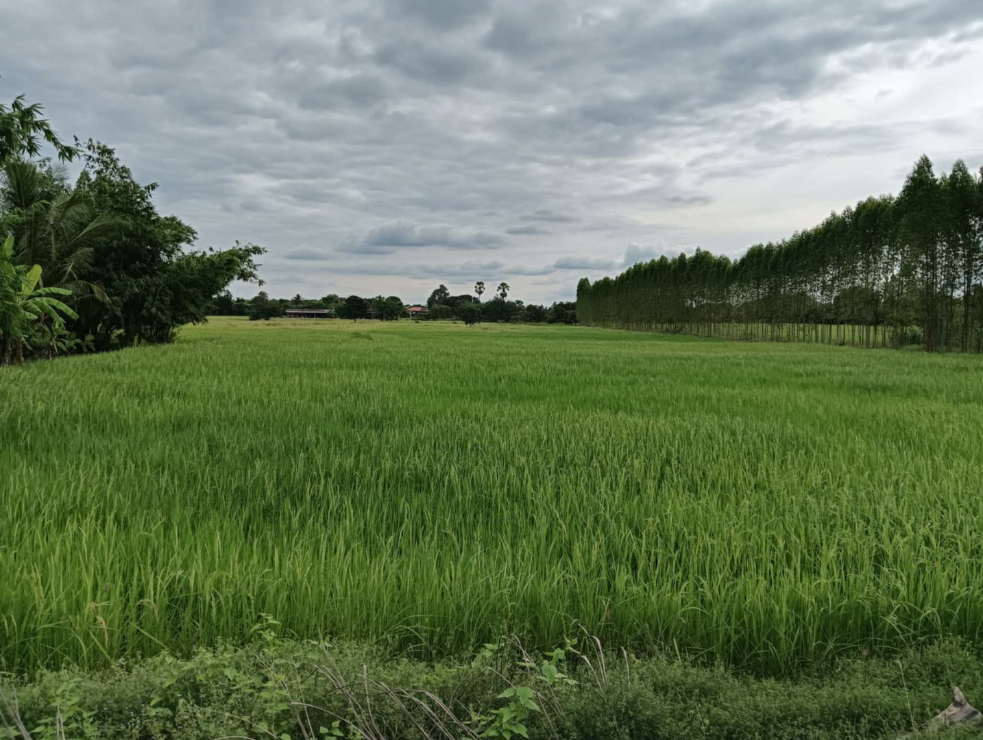 ขายที่ดินสวย-ทำเลเกษตรกรรมและพักผ่อน-ครบจบในที่เดียว