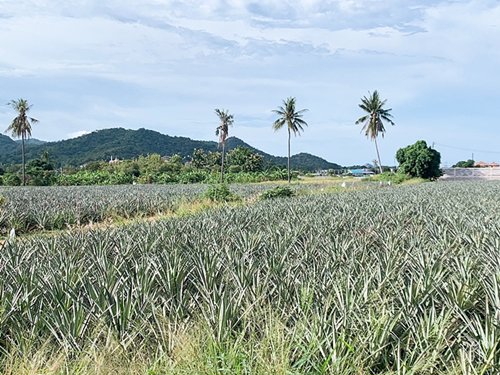 ขายที่ดินวิวภูเขา-1-ไร่