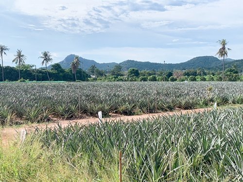 ขายที่ดินวิวภูเขา-1-ไร่